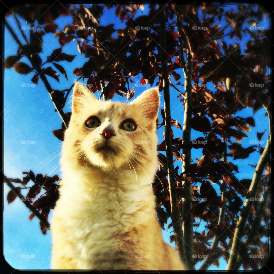 Goldie in the tree