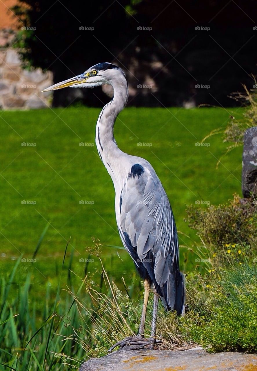 Heron