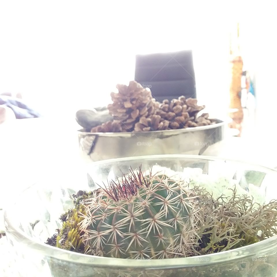 Cactus bebe