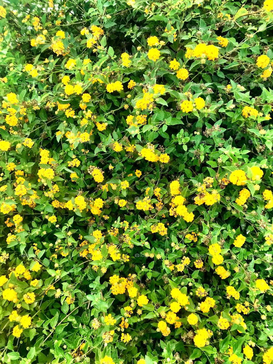 Yellow flower bush.