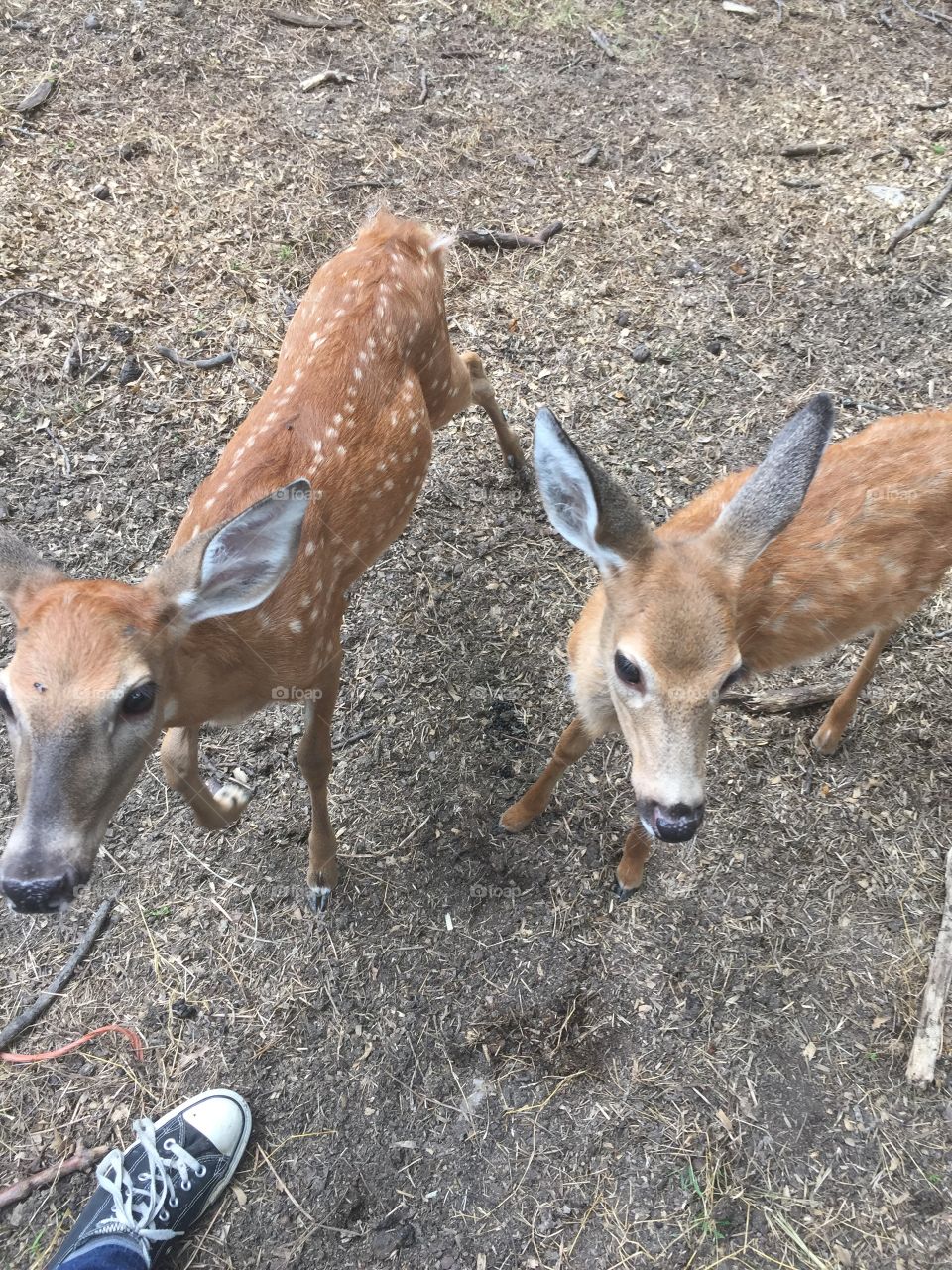 Two fawns come in close. 