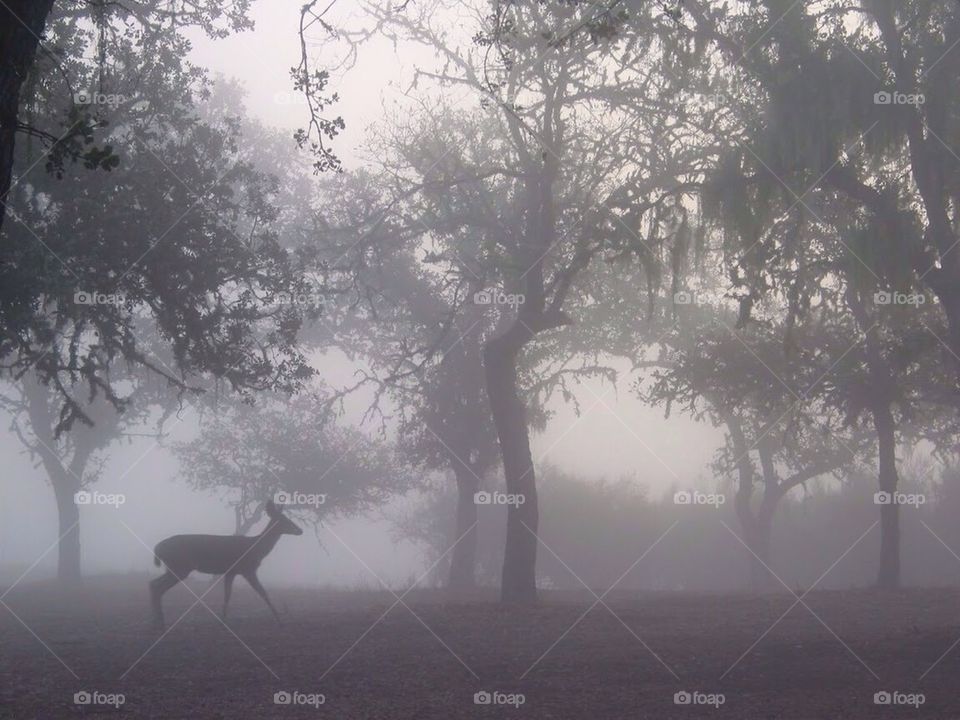 Deer in the mist