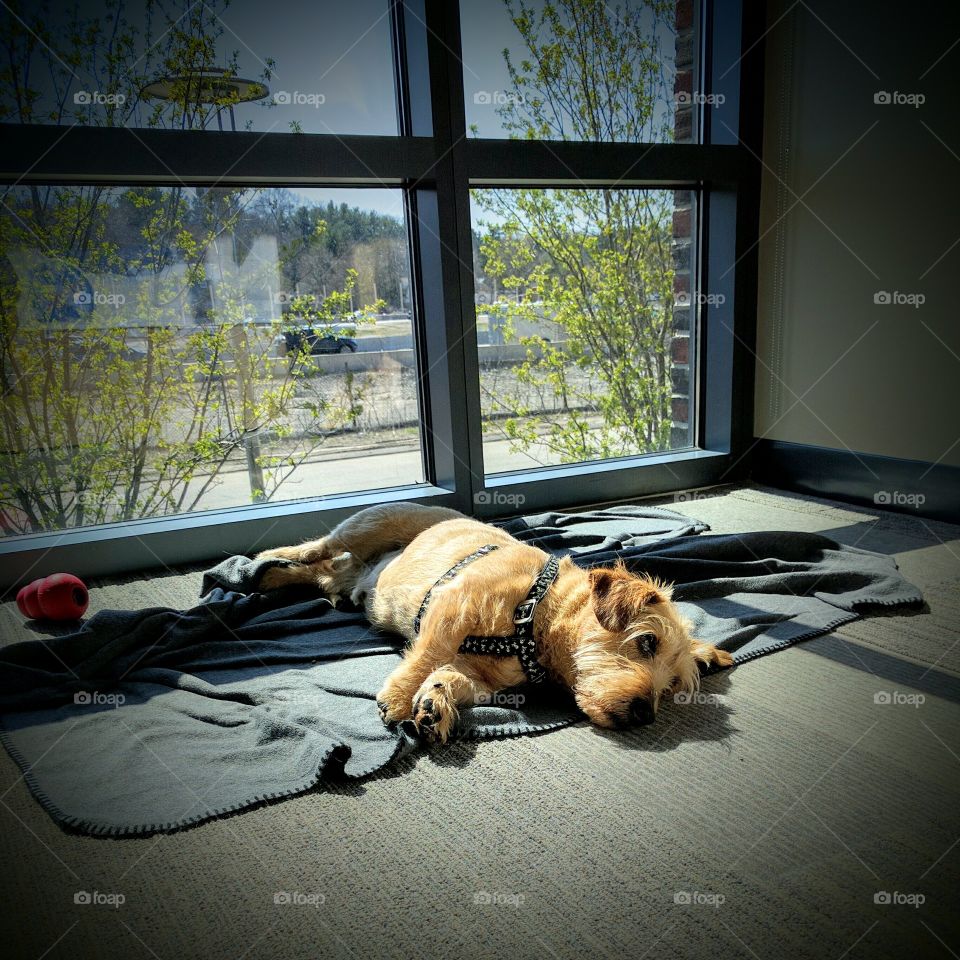 Dog, Window, Indoors, Portrait, Sleep