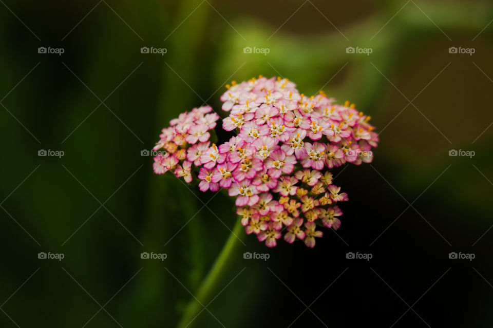 Yarrow