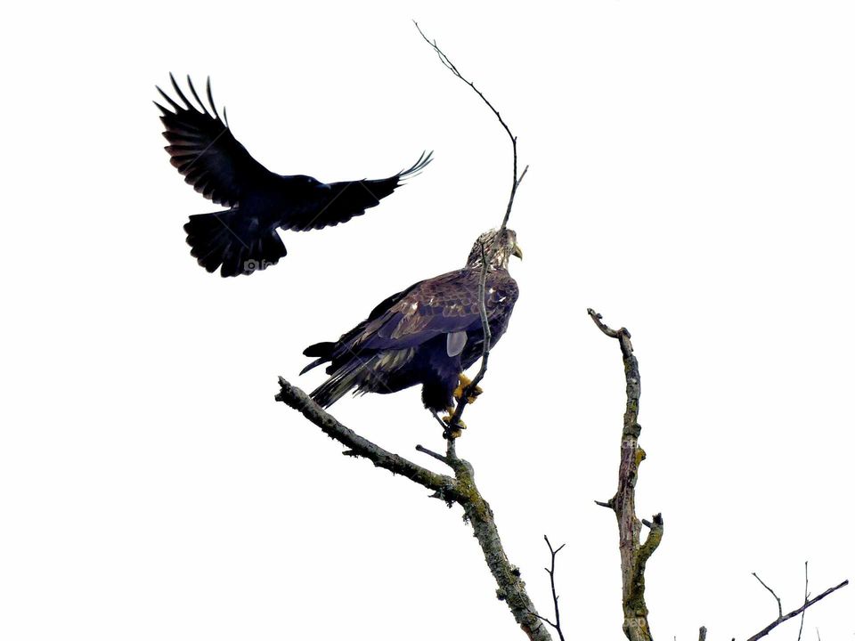 eagle and black bird