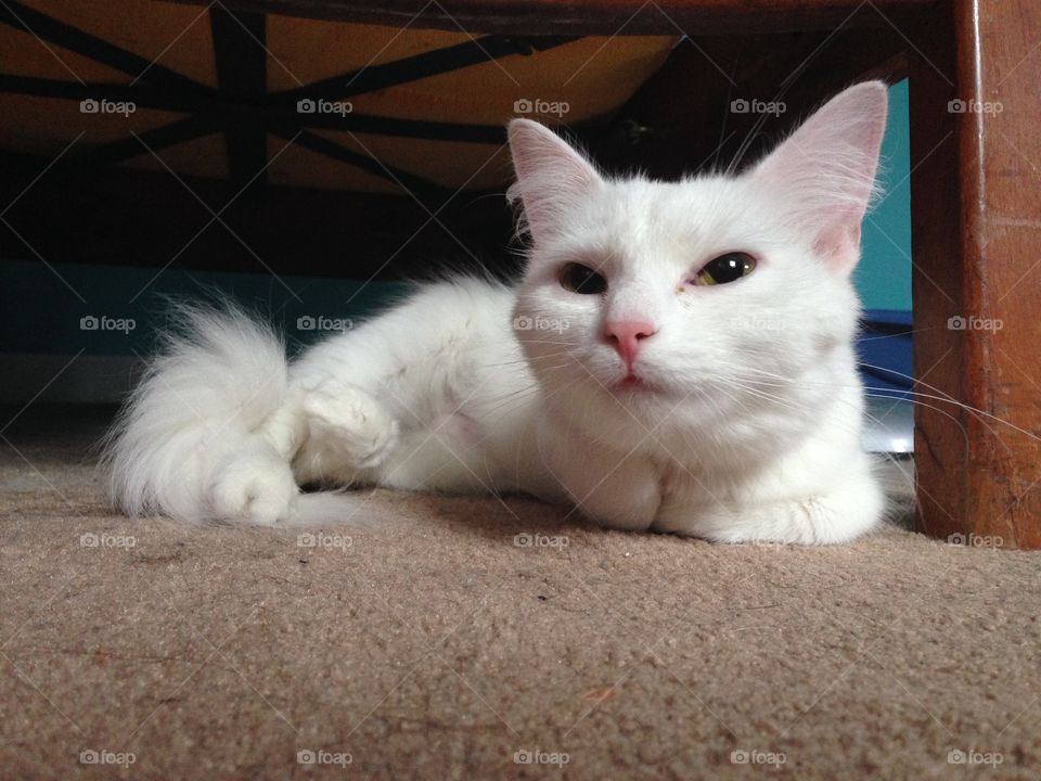 Turkish Angora White Cat Looking