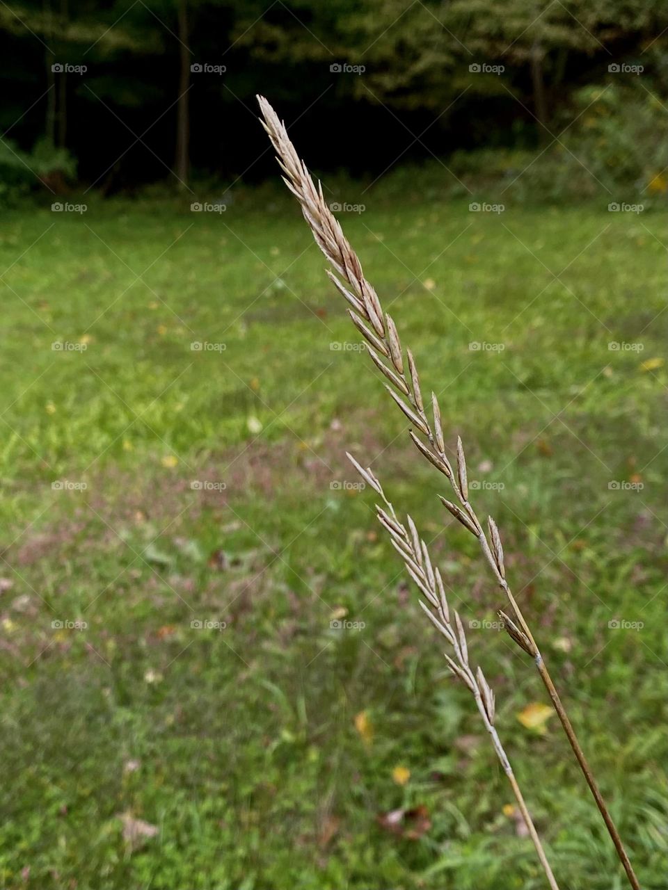 Grassy reeds at the end of summer 