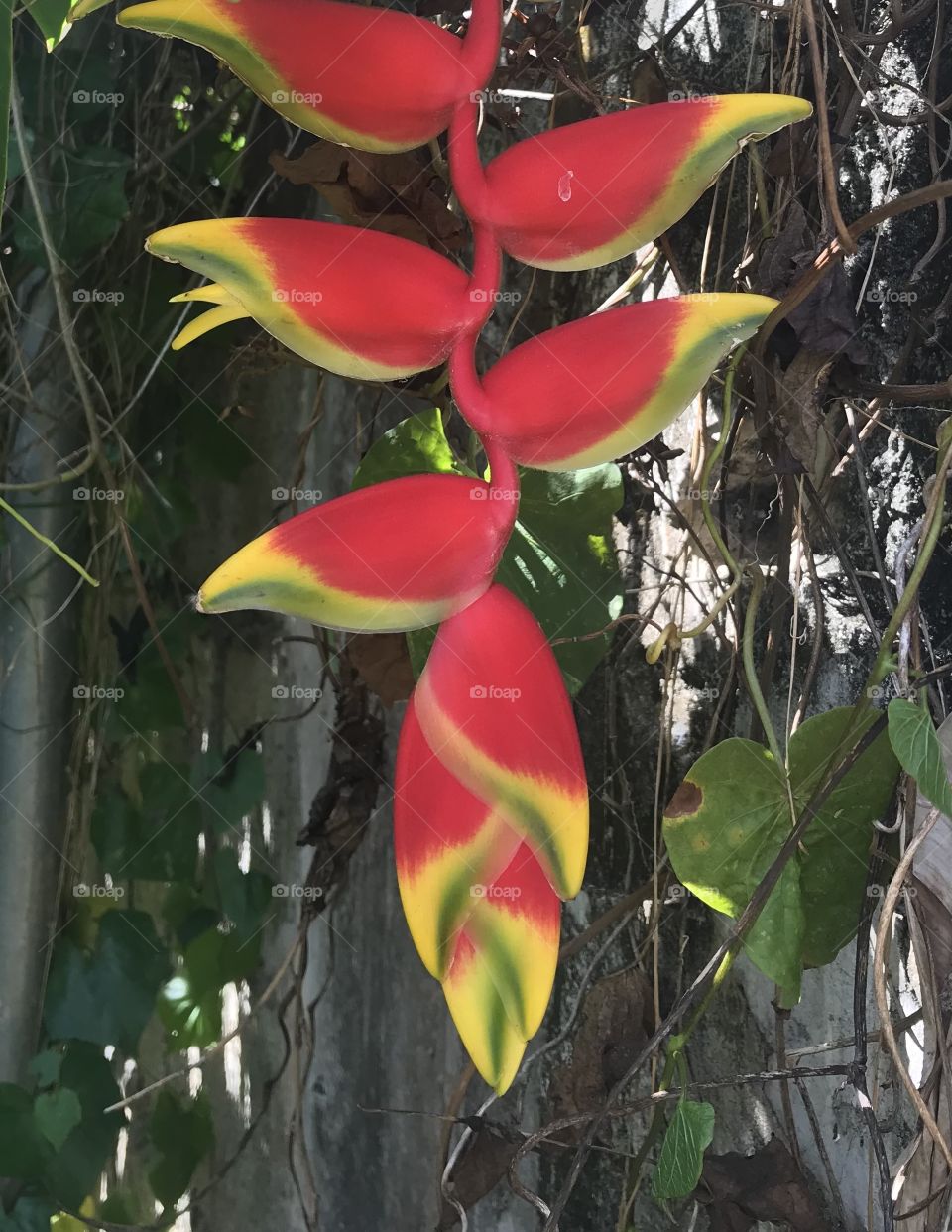 Heliconia in the garden