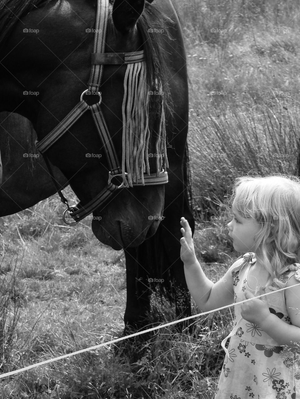 Horse and a girl