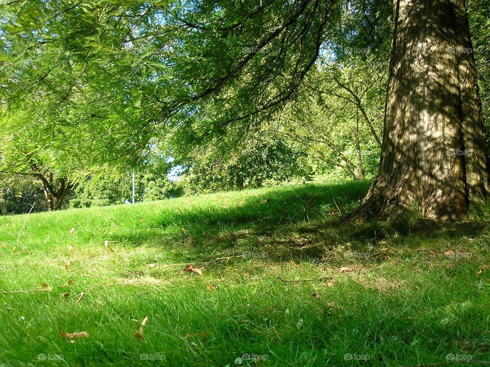 Under the tree on the grass