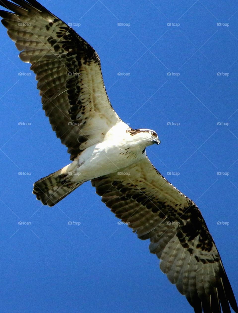 The Wingspan of an Osprey