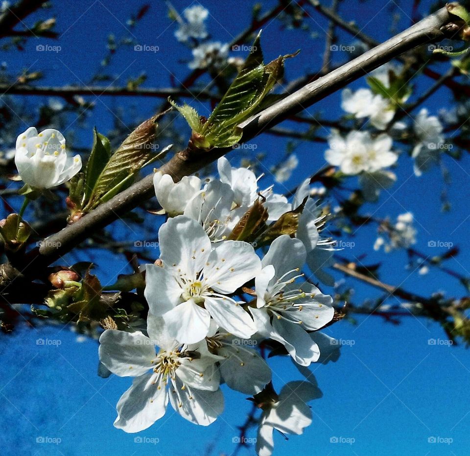 Spring blossom