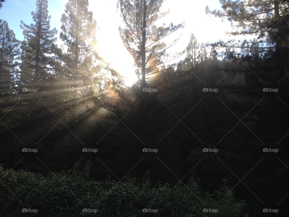 Redwood Sunrise