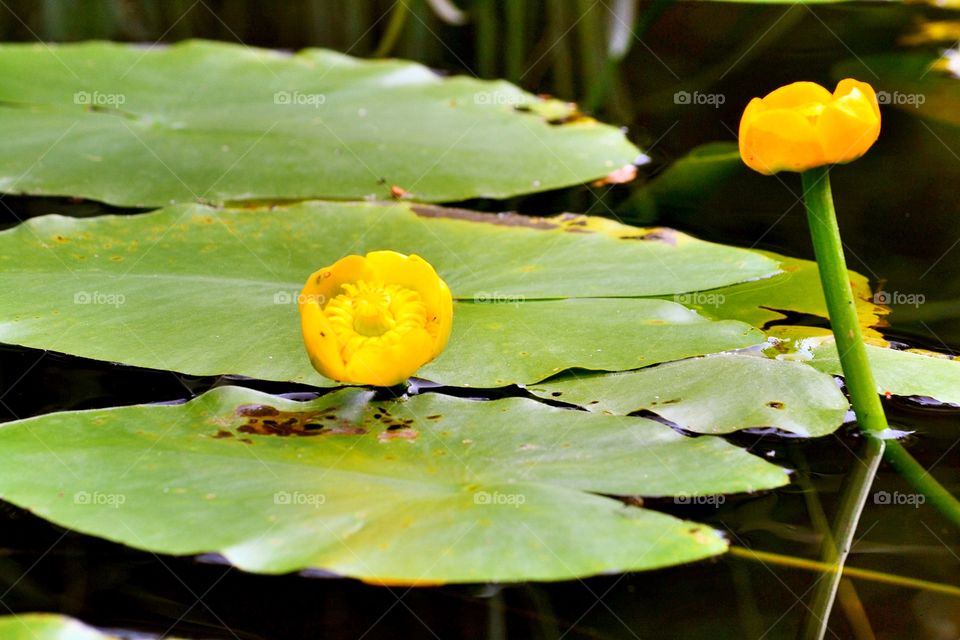 Water lily