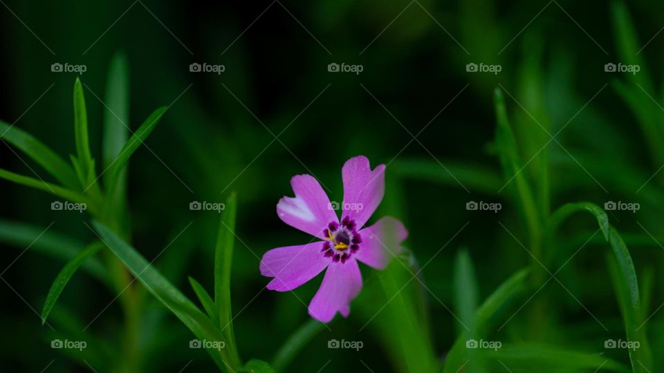 A flower among green grass