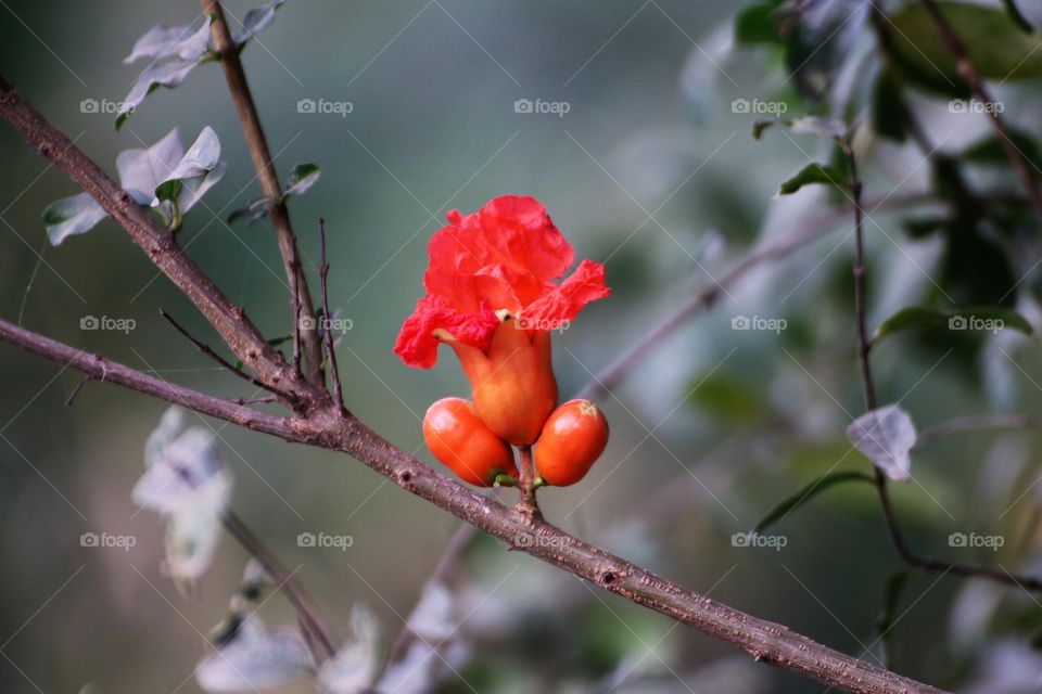 Blooming orange flower
