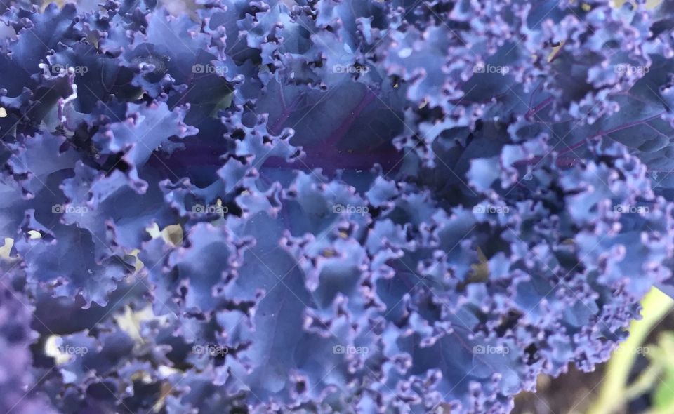 Purple kale