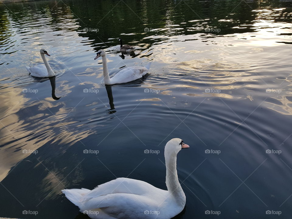 Swans Lake