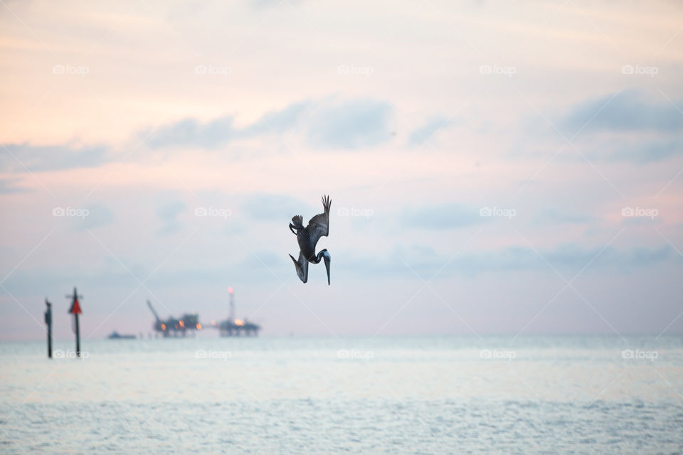 Pelican diving at sunset