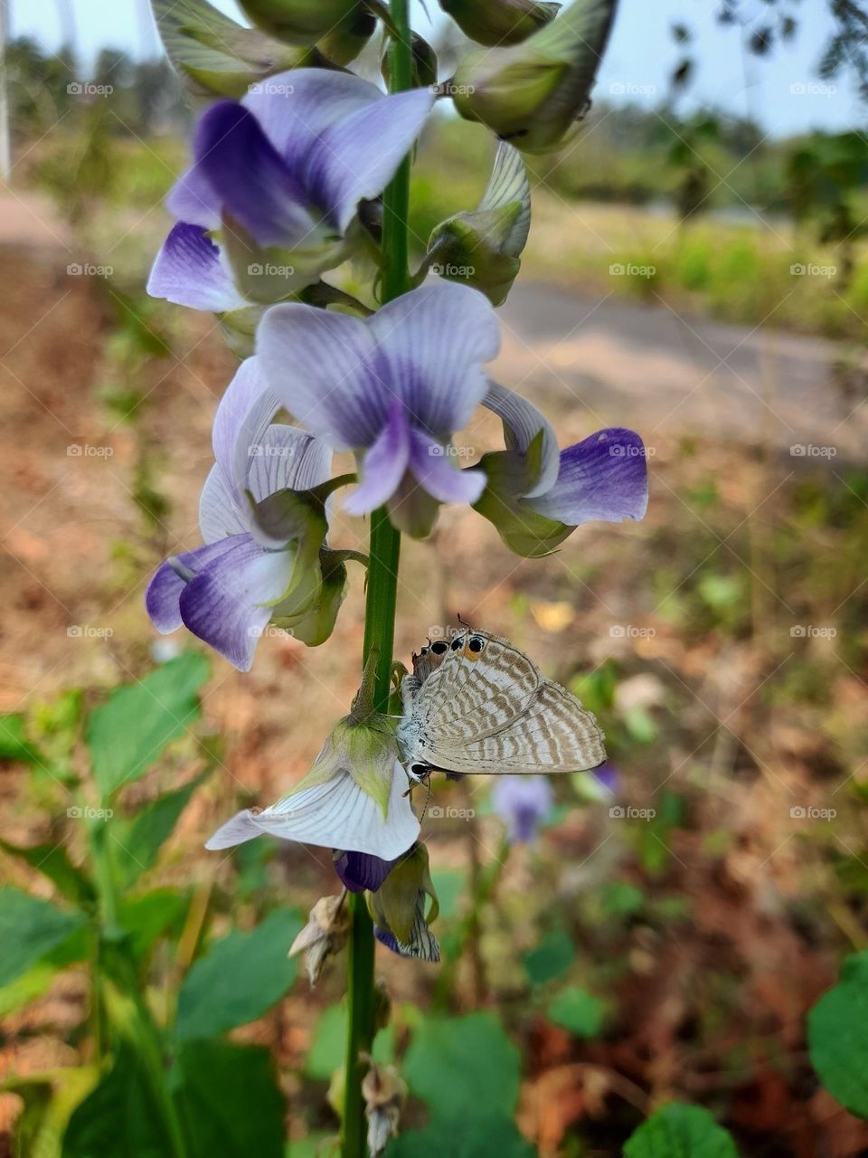 butterfly sucking nectar on a flower.