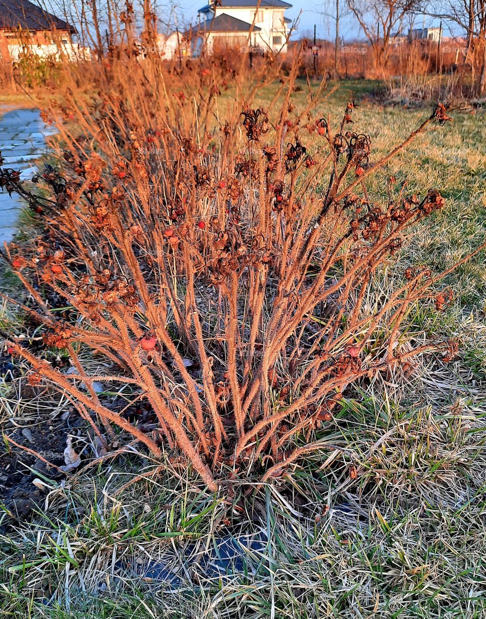 remains of red fruits on bare branches of confiture rose at golden hour