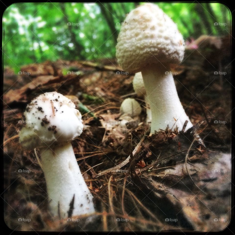 Family of wild mushrooms 