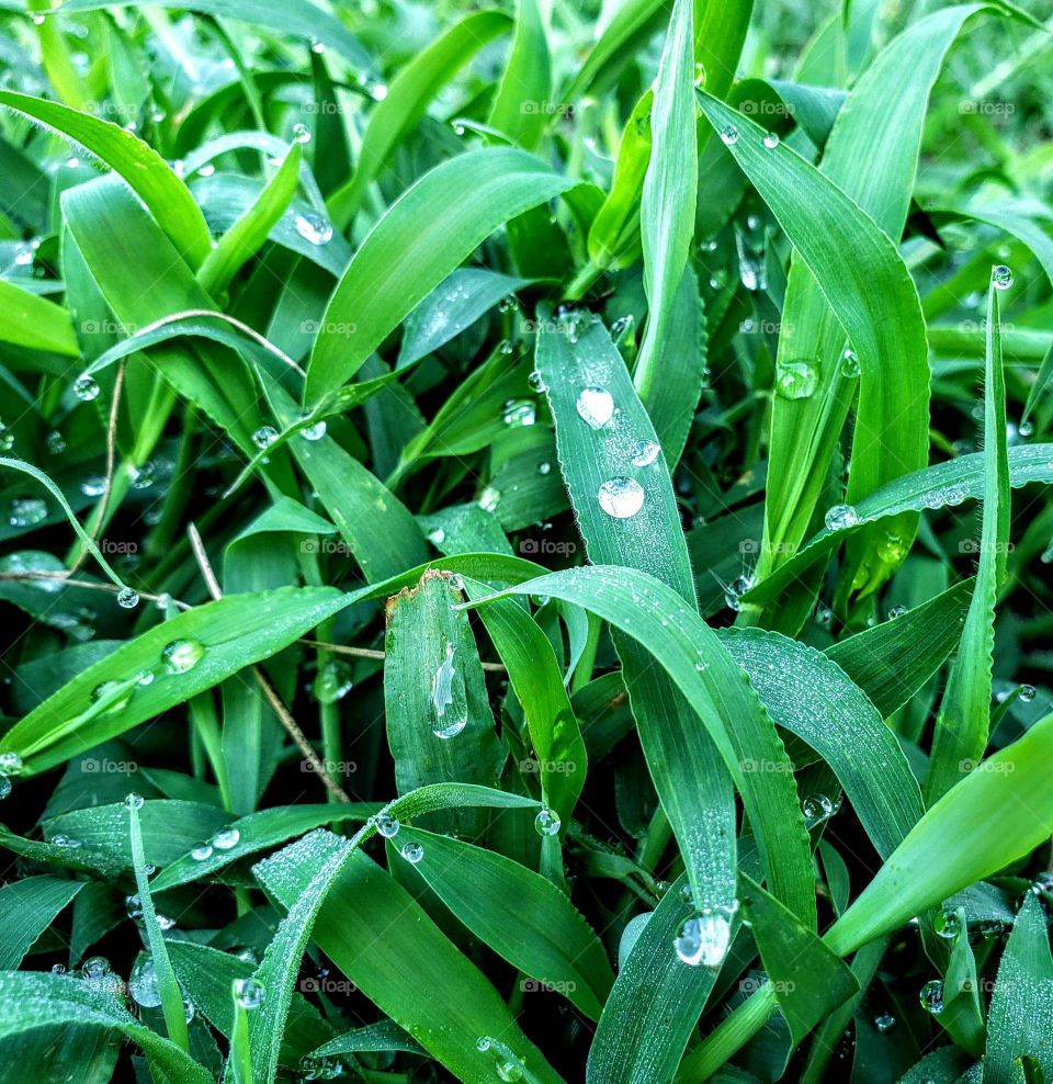 I love the smell of green grass right after it rains...so much so that I captured this photo to transport me there whenever I need to relax!