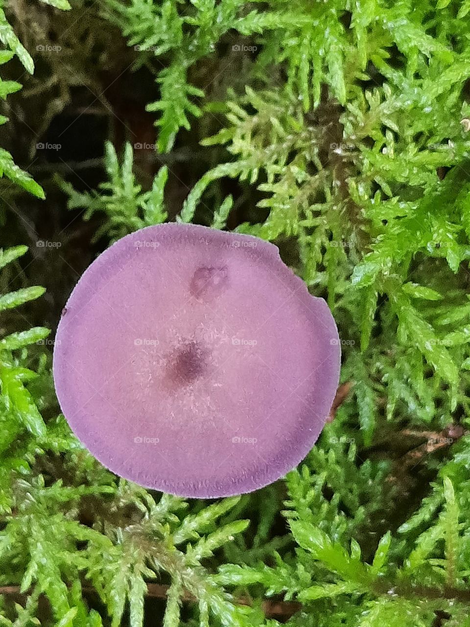 tiny purple mushroom in green moss