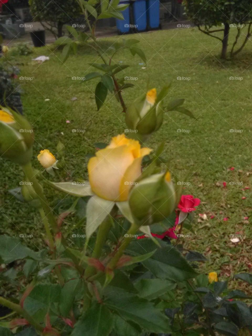 Beautiful roses