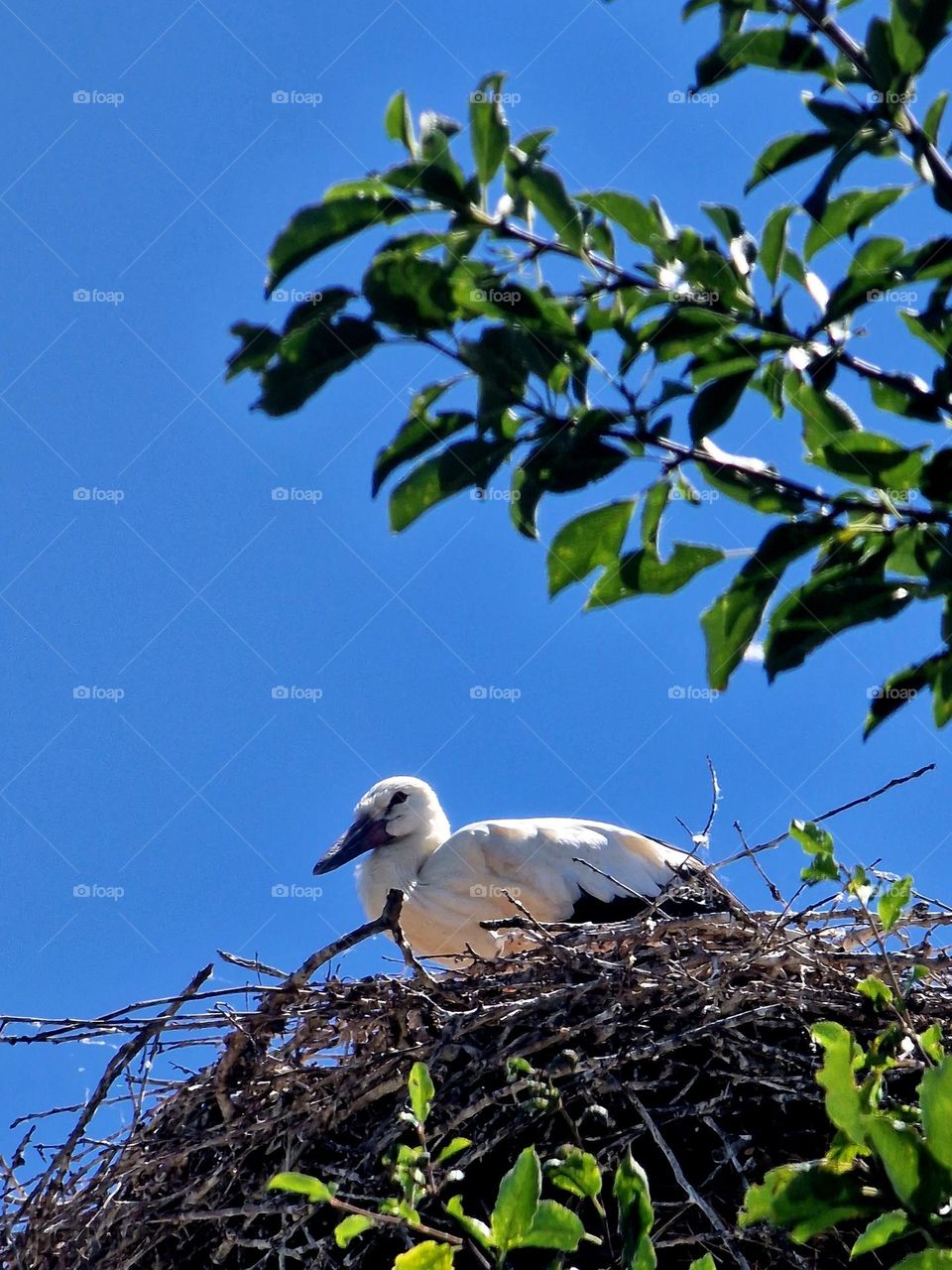 baby stork in nest