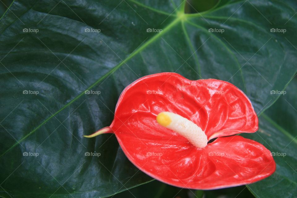 Flowers, leaf, tropical, lily 