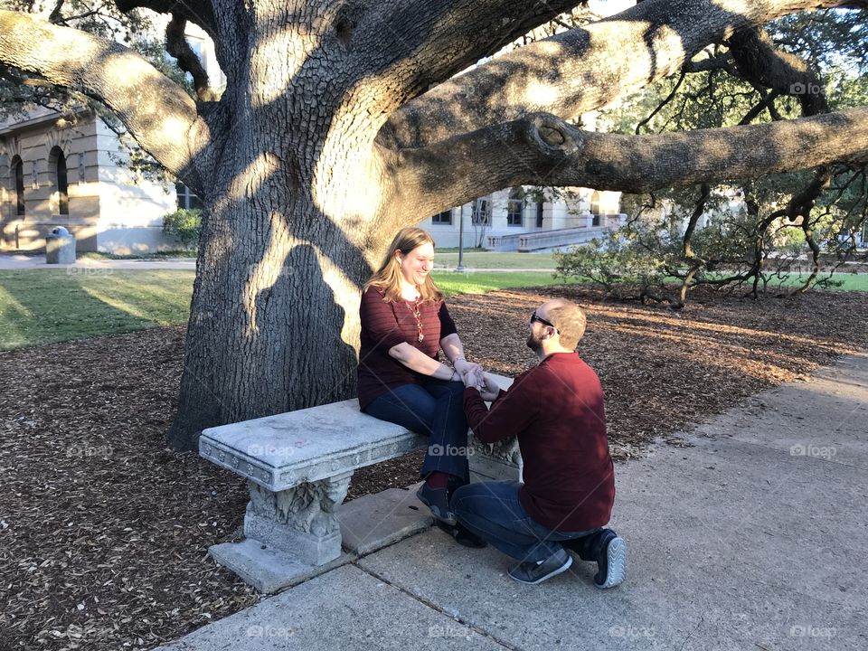 Proposal under the century tree