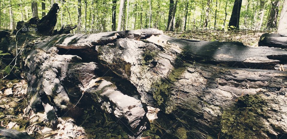 Decaying tree in the woods