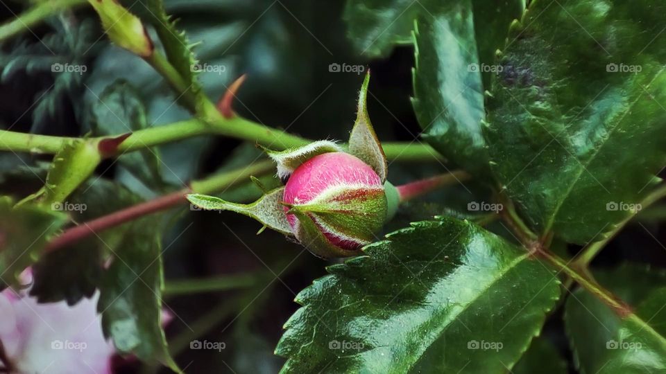 Macro photo of flower growing in the garden