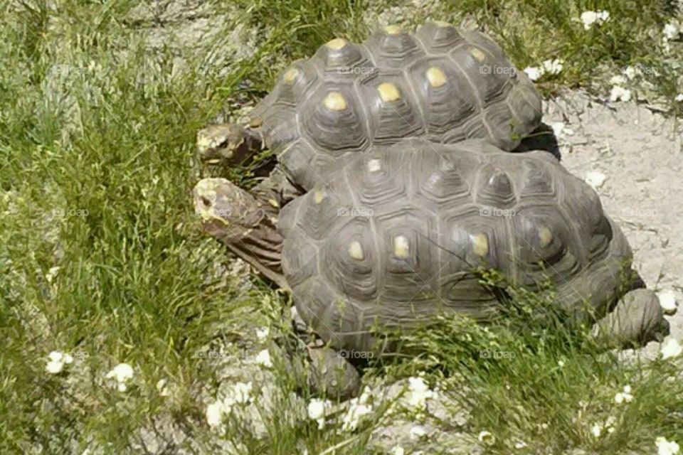 two tortoise