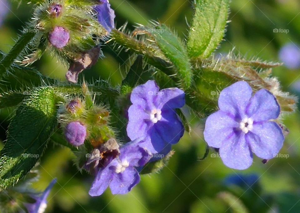 flowers