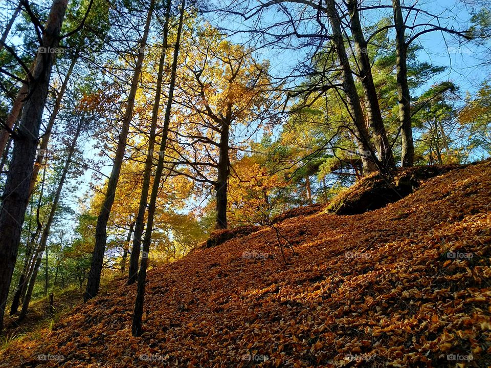 Golden autumn in the forest