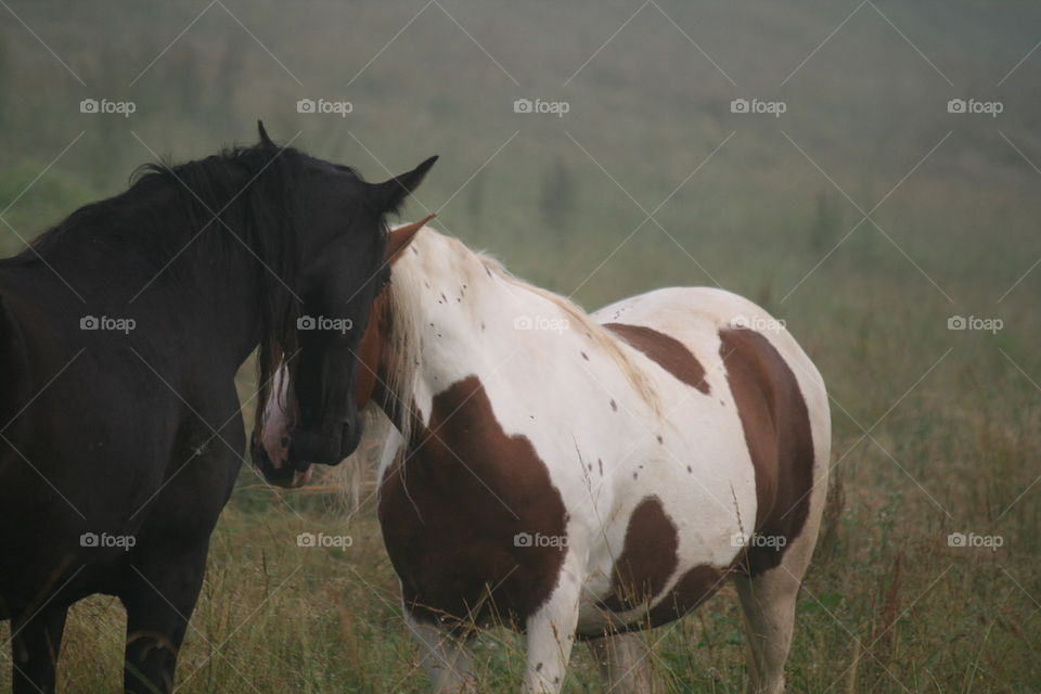 horses 