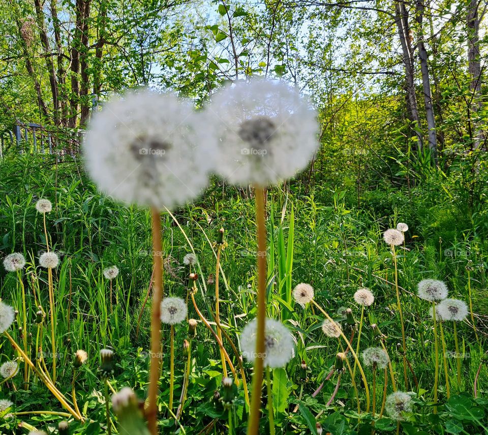 Dandelions