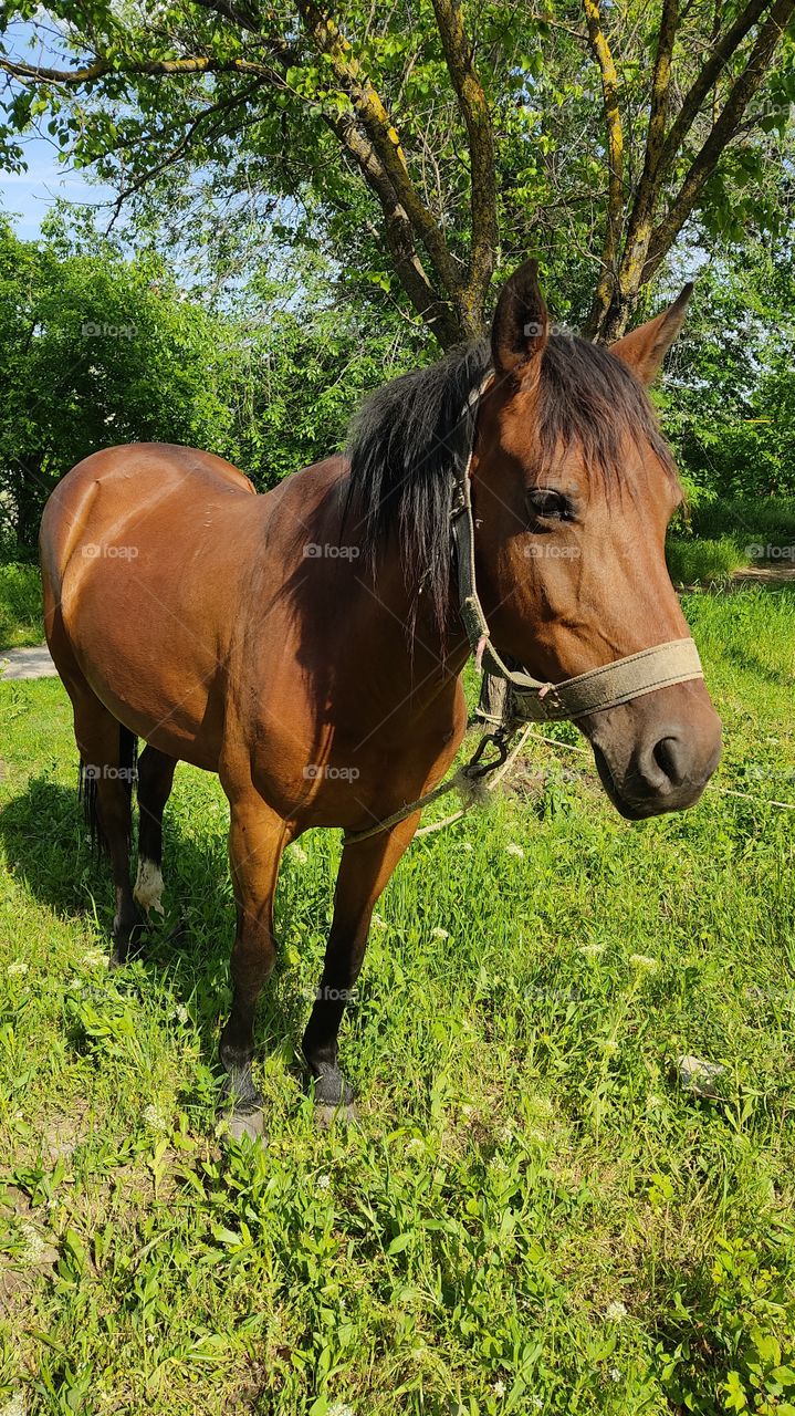 beautiful horse