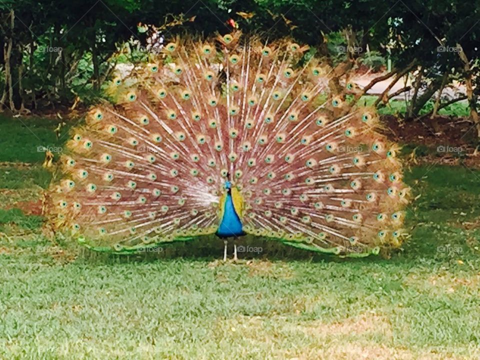 Peacock Honolulu zoo