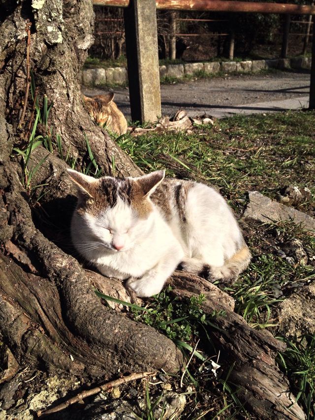 Japanese cat