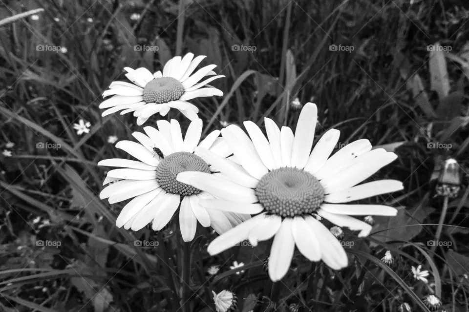 flover
