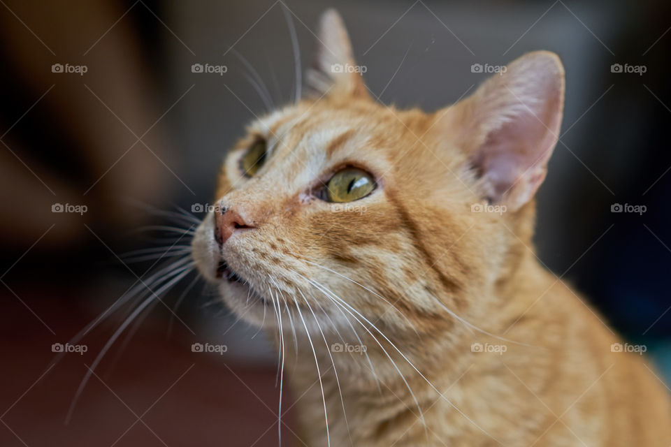 Close-up of orange cat