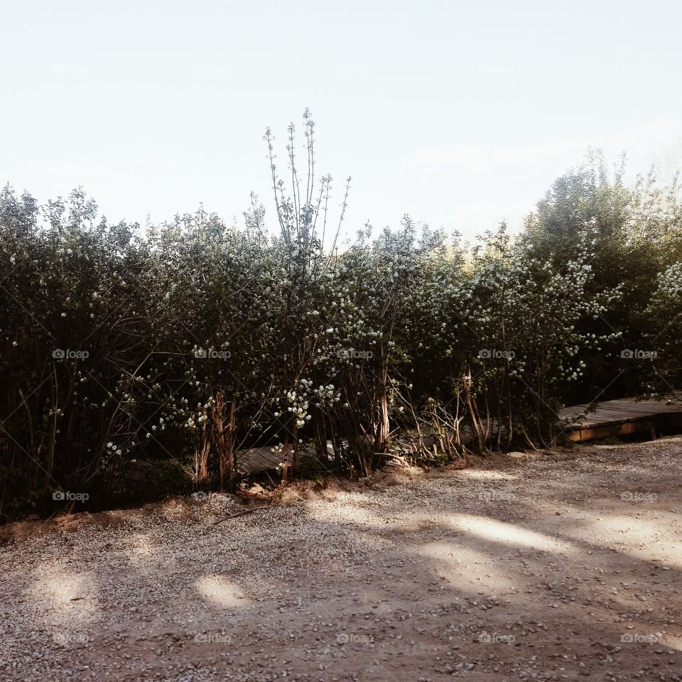 flowered bushes