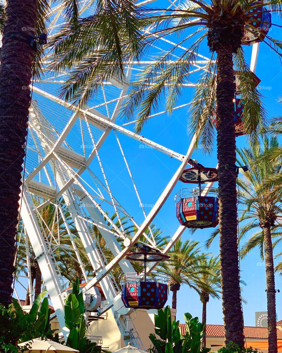 Ferris Wheel and Palm Trees