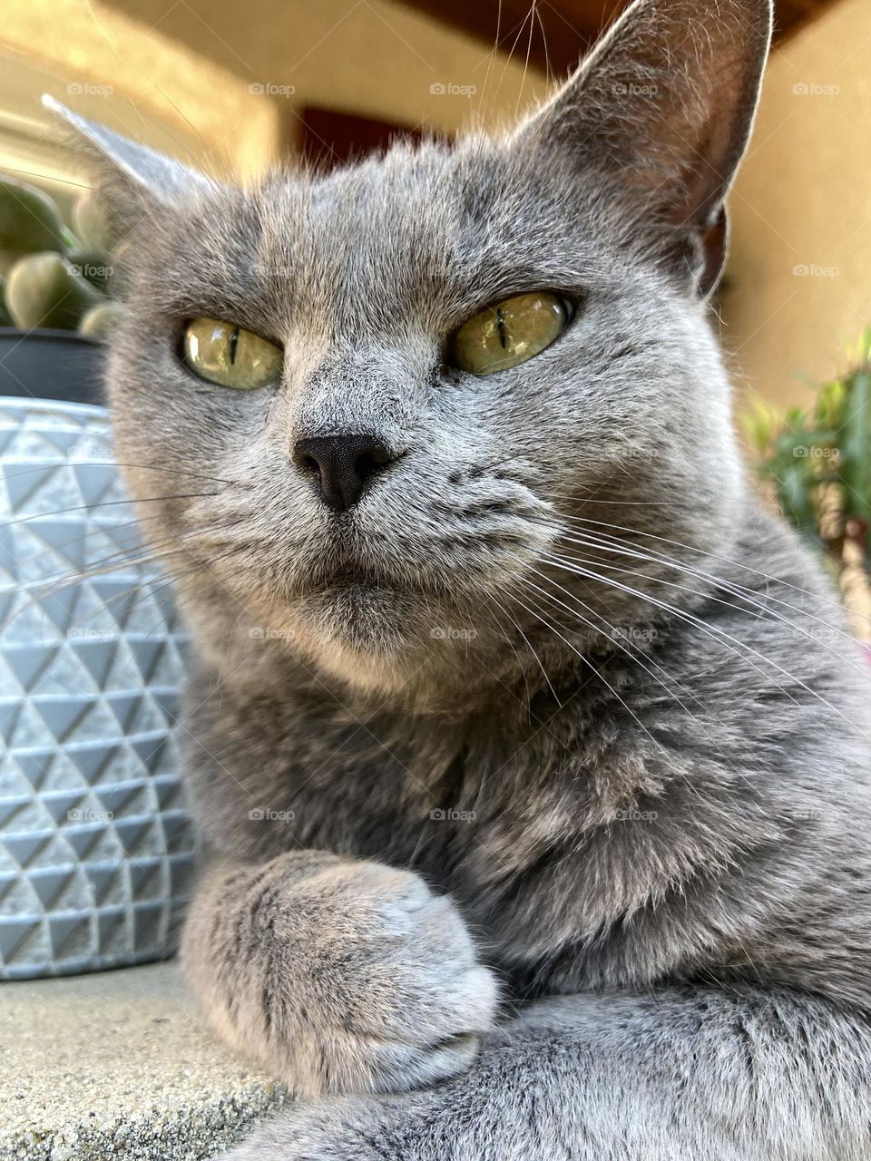 Close up of a grey cat