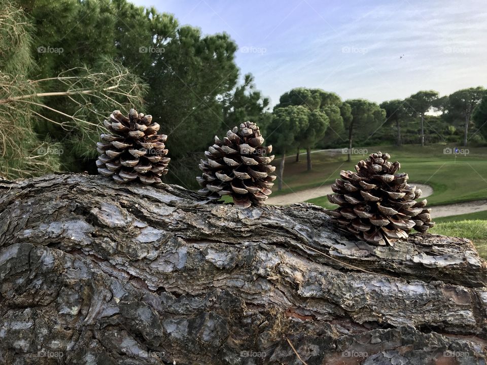 Cones as pine fruits for a new life
