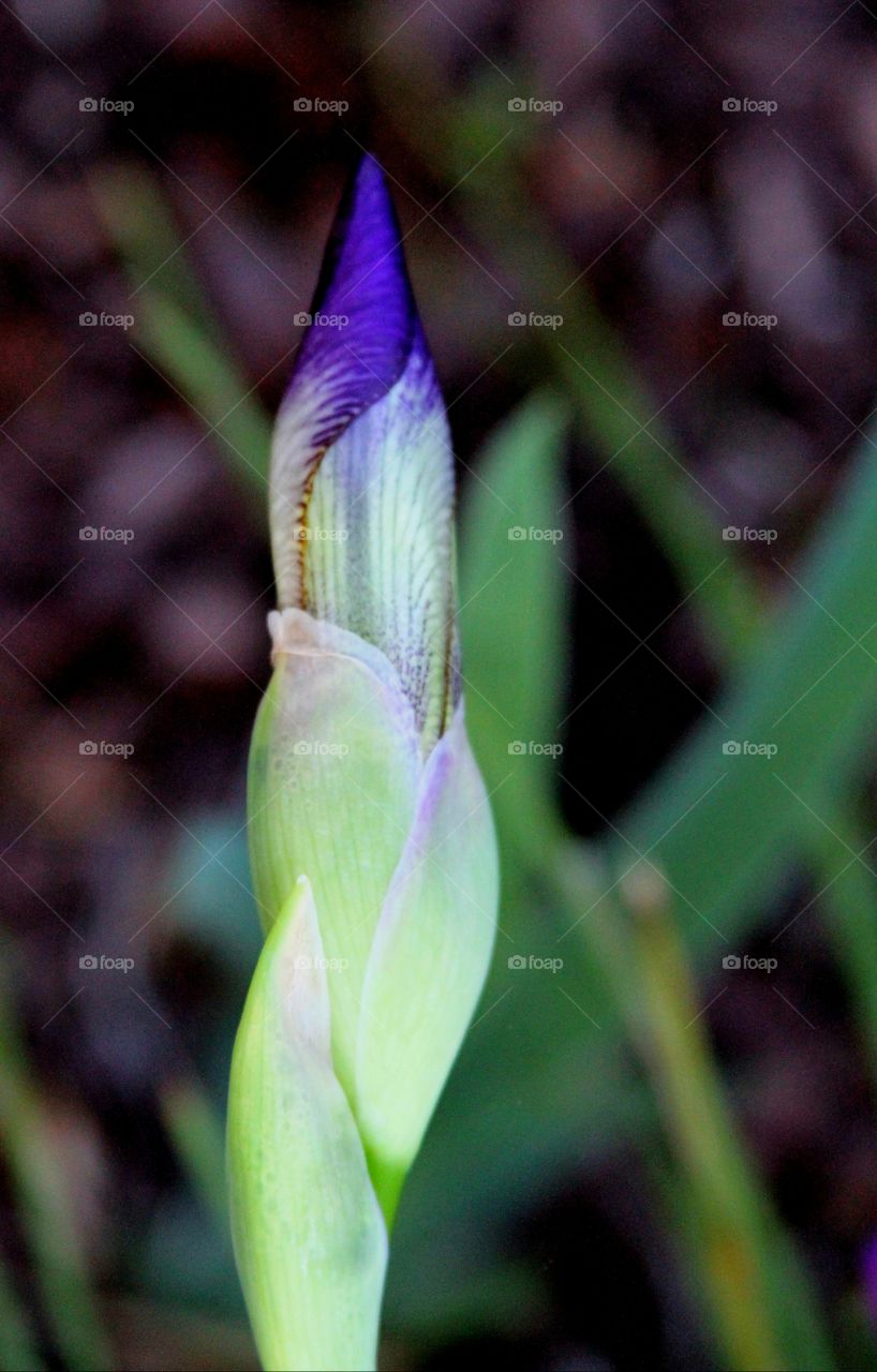 new bud ready to bloom.