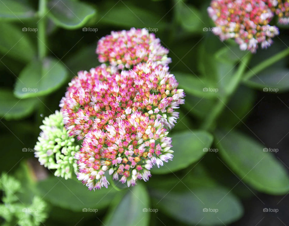 colorful blossoms. pinks, oranges, and yellows make up this intricate blossom